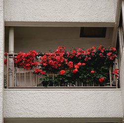 Balkon idealny - dlaczego warto mieć kwiaty sztuczne na balkonie?