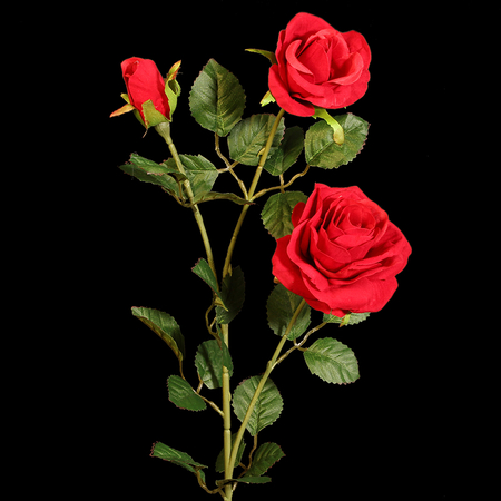 Róża welwetowa x 3