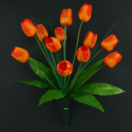 Tulipan x 12