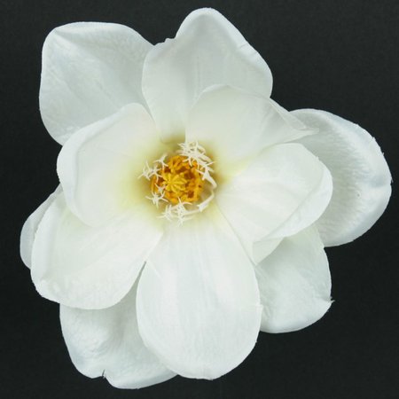 Magnolia satynowa