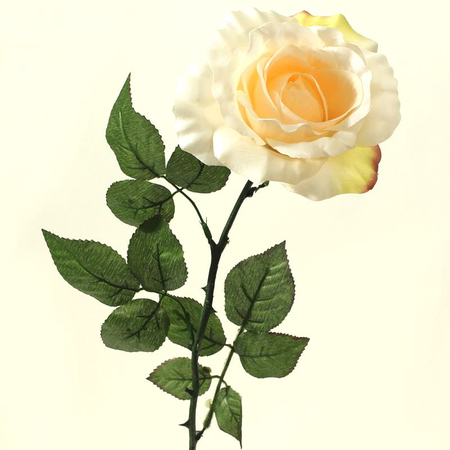 Róża satynowa