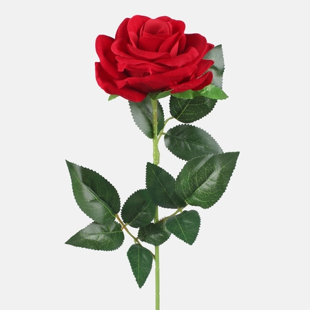 Róża welwetowa