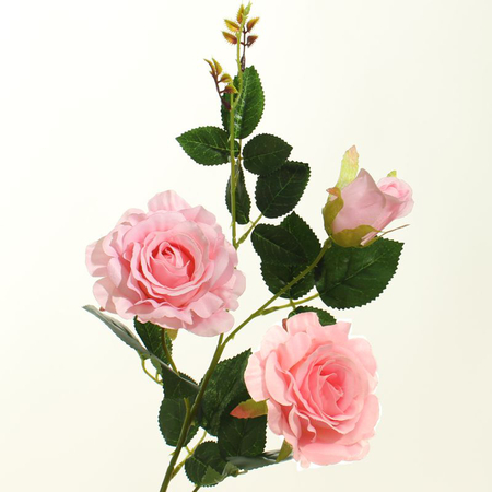 Róża satynowa x 3