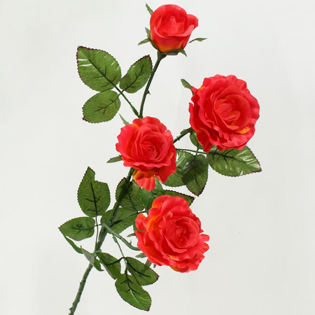 Róża x 4