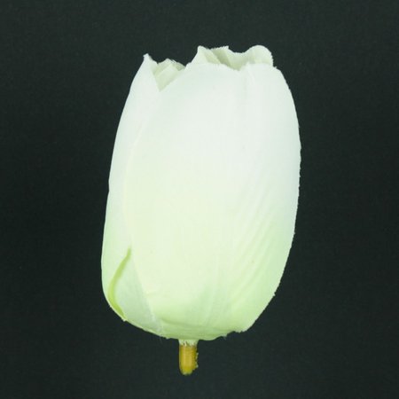 Tulipan satynowy