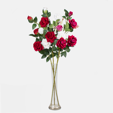 Róża welwetowa x 5