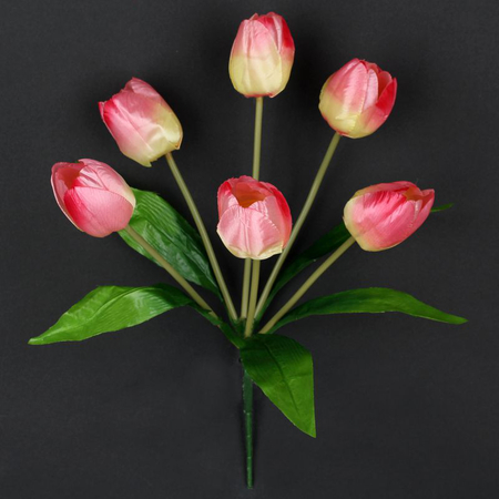 Tulipan satynowy x 6
