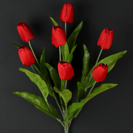 Tulipan x 7