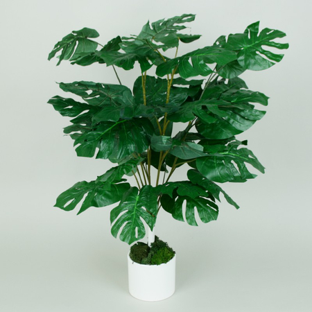 Filodendron
