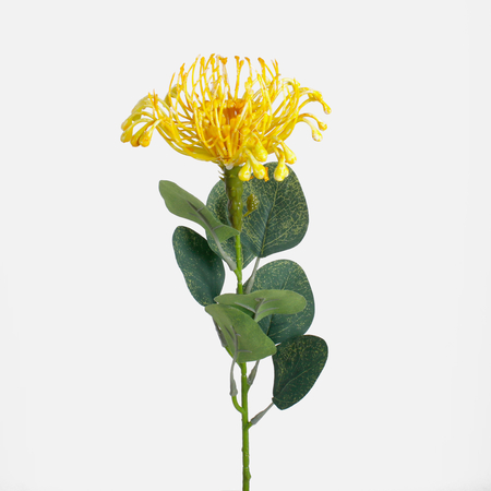 Protea poduszkowa
