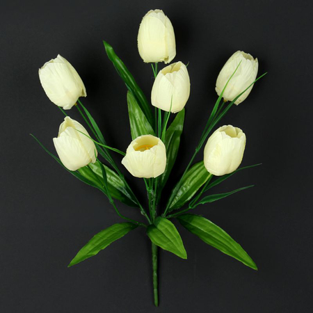 Tulipan x 7