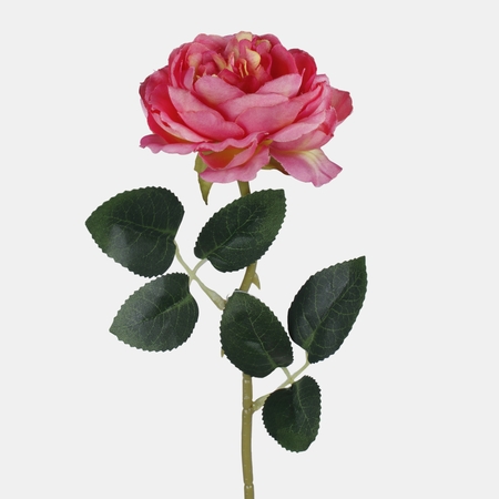 Róża peoniowa