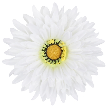 Gerbera