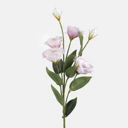Eustoma L771