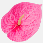 Beauty (W560-03)