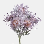 Dk. Lilac (QA200-06)