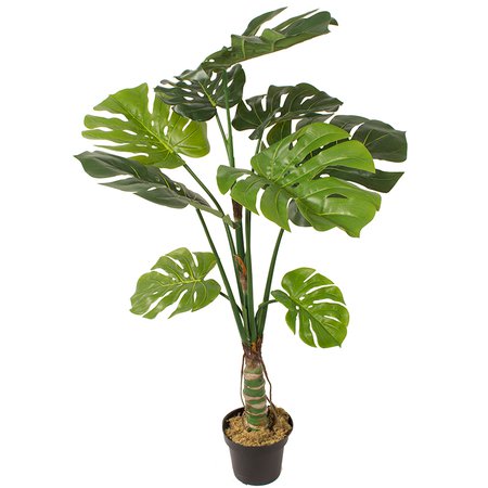 Monstera w doniczce 1.30 m