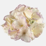 Yellow/Autumn Mauve (W611P-25)