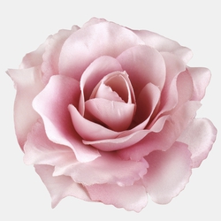 Róża W625