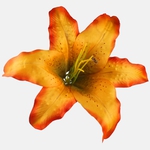 Yellow/Orange Edge (W197-06)