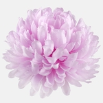 Lilac (W739-07)