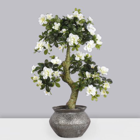 Azalia bonsai