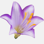 Lilac w/Dk. Edge (W374-10)