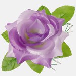 Lilac/Dk. Lilac Edge (W485P-17)