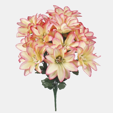 Dalia x 14