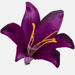 Violet (W374-23)