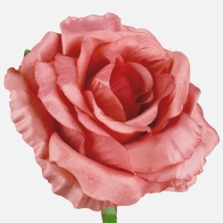 Róża W708