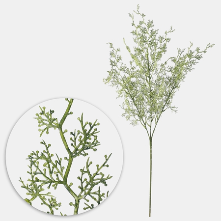 Asparagus