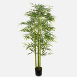 Green (D002)