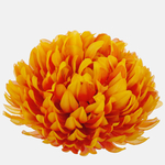 Orange/Yellow (W710-06)