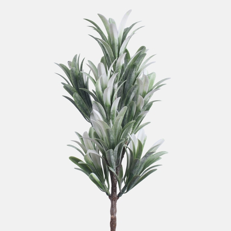 Dracena mini