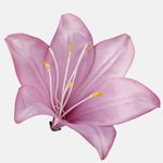 Mauve (W374-13)