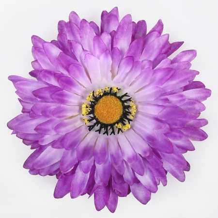 Gerbera
