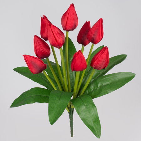 Tulipan x 9