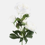 Cream (L871-01)
