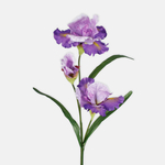Lavender (L807-01)