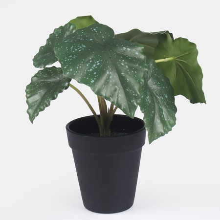 Begonia w doniczce