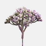 Violet (A809-04)
