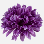 Lilac (W503-12)