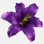 Dk. Purple/Purple Edge (W197-17)