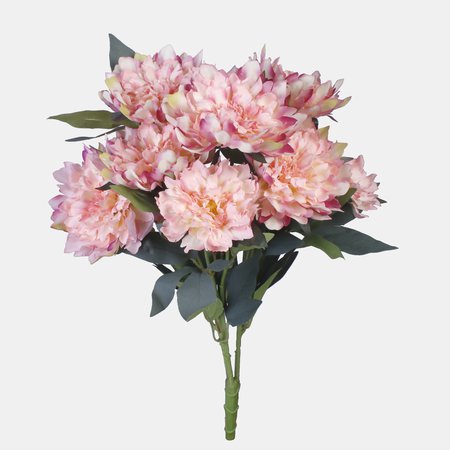 Peonia