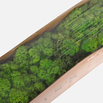 Grass Green Light (A437-19)