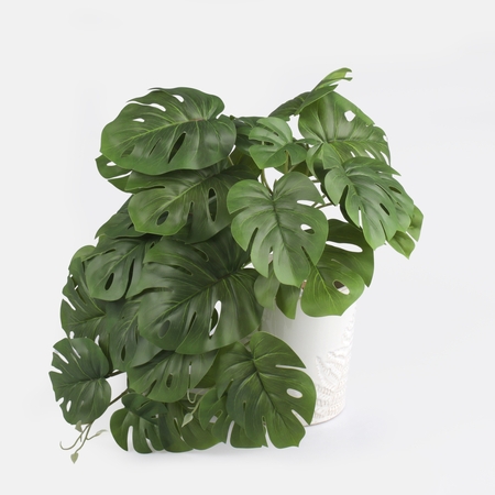 Monstera Thai