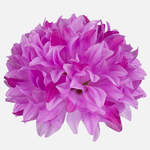 Lilac (W503-21)
