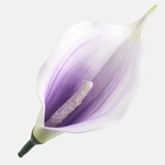 Lilac/Cream (W731-03)