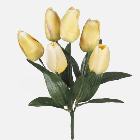Tulipan x 6